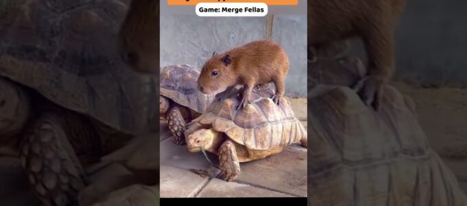 Nová hra Capybara Friends od tvůrců Capybara Rush